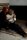 Bondage Bobthumbnail 0