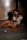 Bondage Bobthumbnail 3