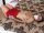 Roxy's Topless Bondage 2thumbnail 1
