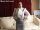 BBW in White Blousethumbnail 2