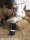 Bondage in the Barn 2thumbnail 4