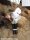 Bondage in the Barnthumbnail 3